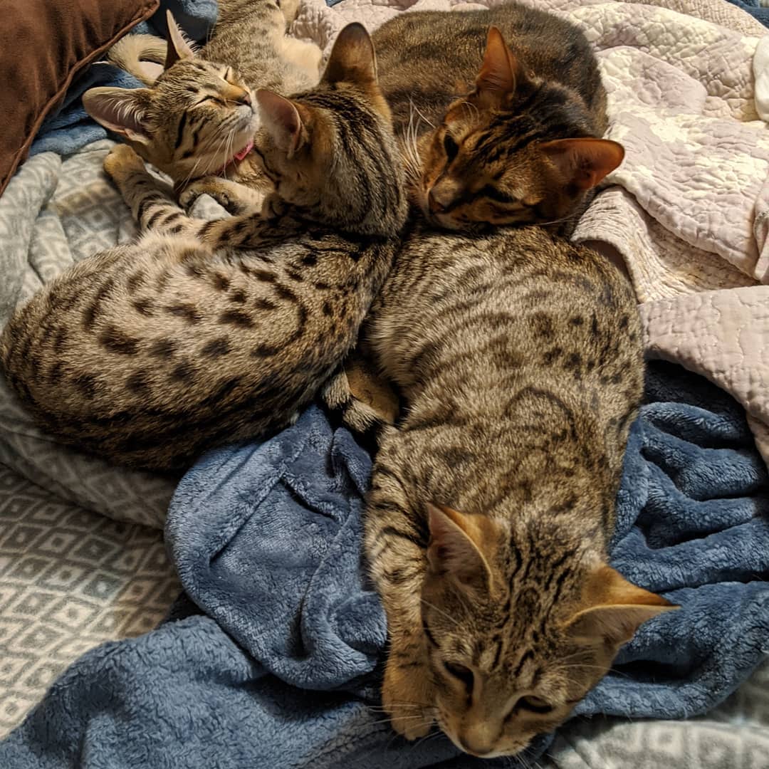 Caracal kitten, Savannah kitten, serval kitten and ocelot kitten for sale