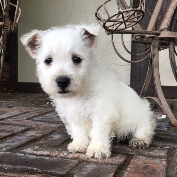Sweet and clean Westie pups