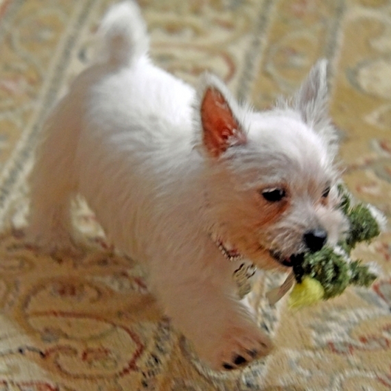 Sweet and clean Westie pups - photo 2