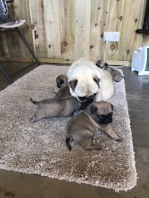 Black/Fawn Pug Puppies Will Be Happy To See New Home