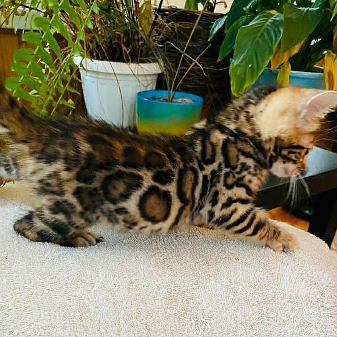 Ocelot kitten and Bengal kitten available - photo 4