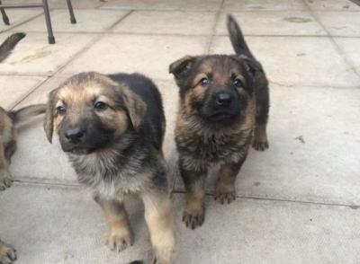 Lovely German Shepherd Puppies for sale