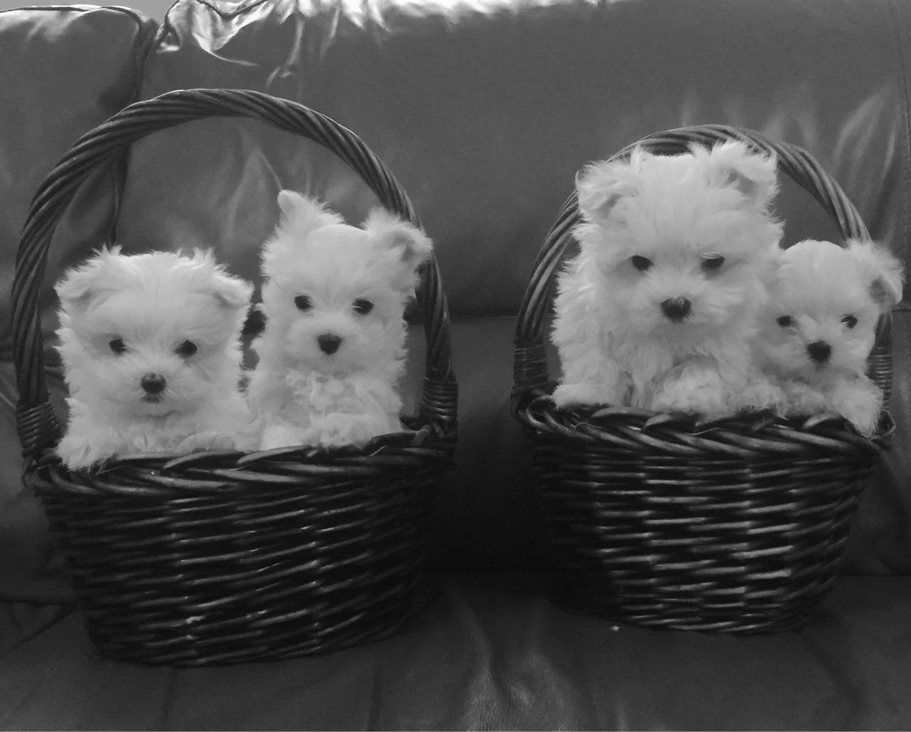 Snow White Baby Doll Face Tea-Cup Maltese Puppies Available Now.