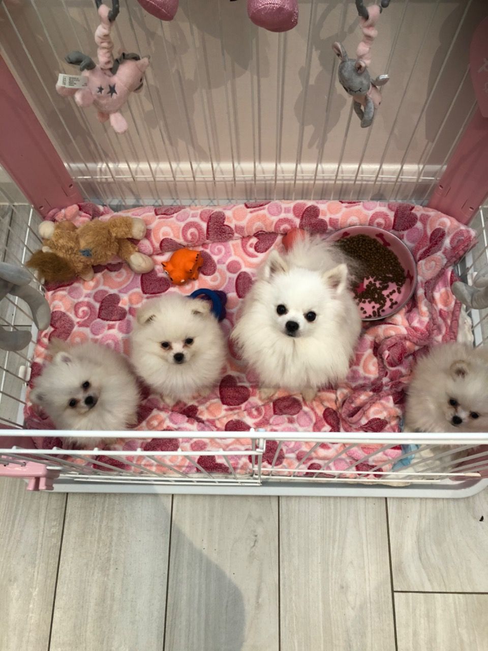 cute pomeranian puppies for rehoming - photo 4