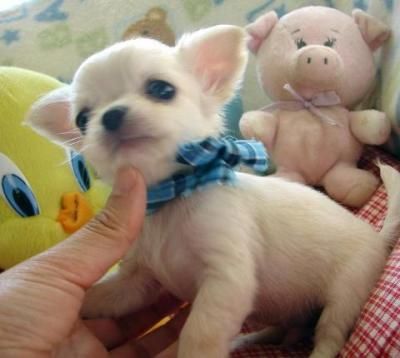 cute chihuahua puppies for adoption