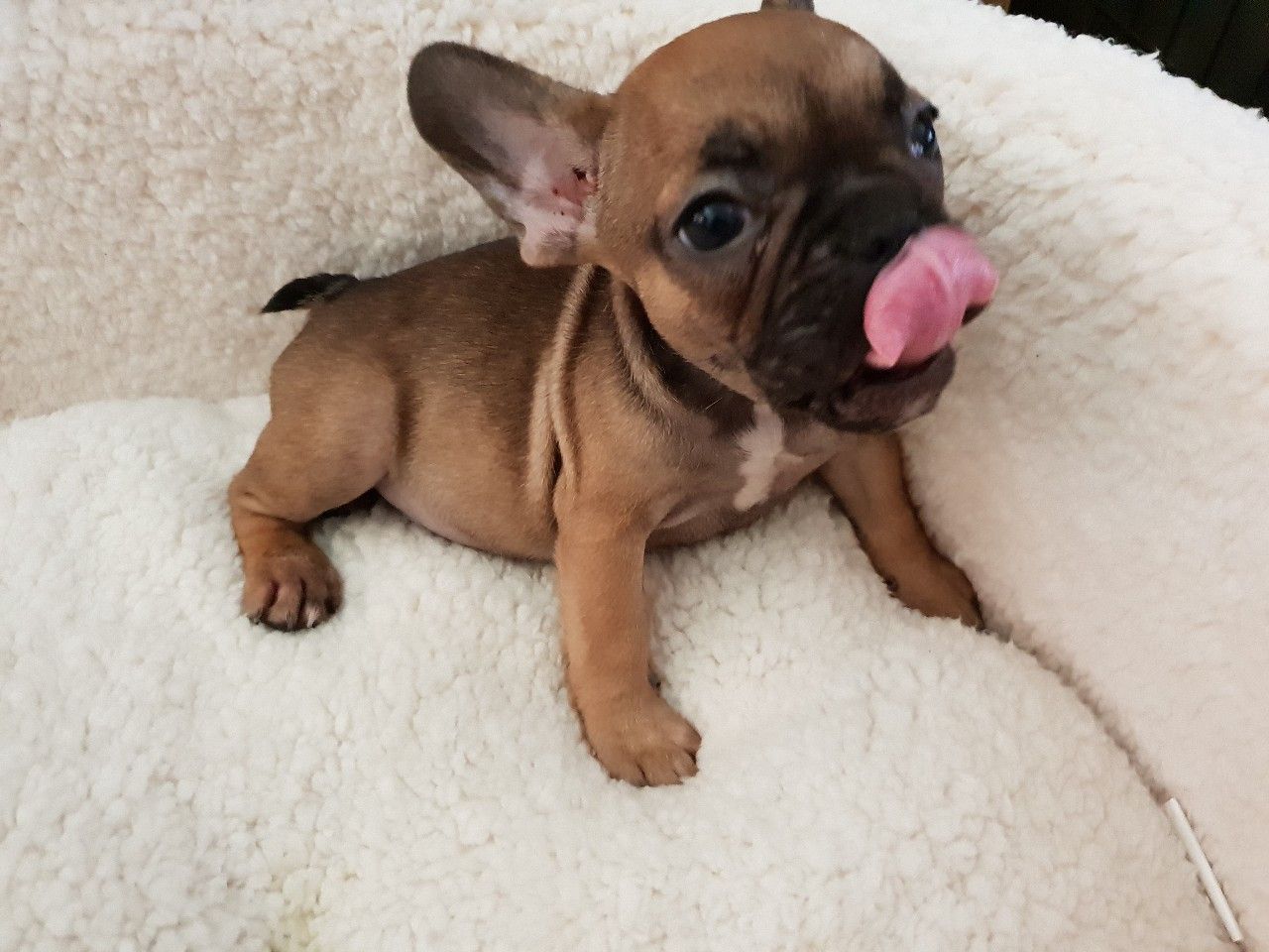 french bulldogs puppies available - photo 2