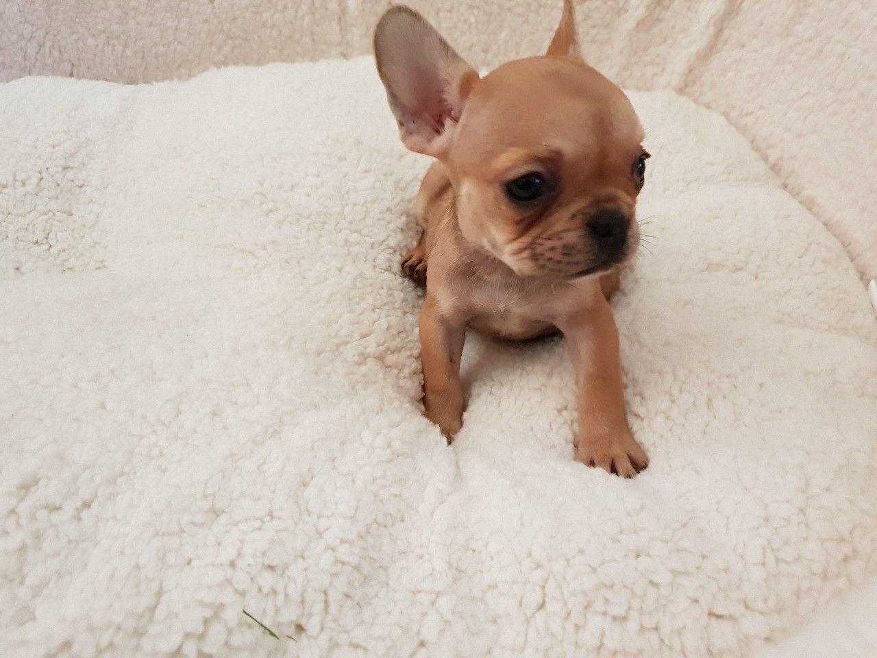 french bulldogs puppies available - photo 4