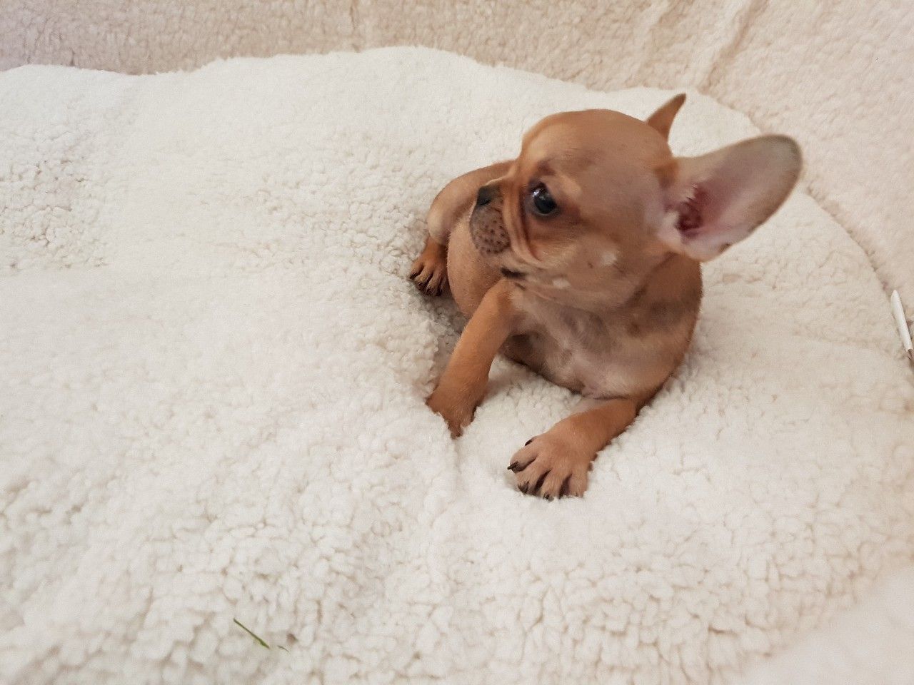 french bulldogs puppies available