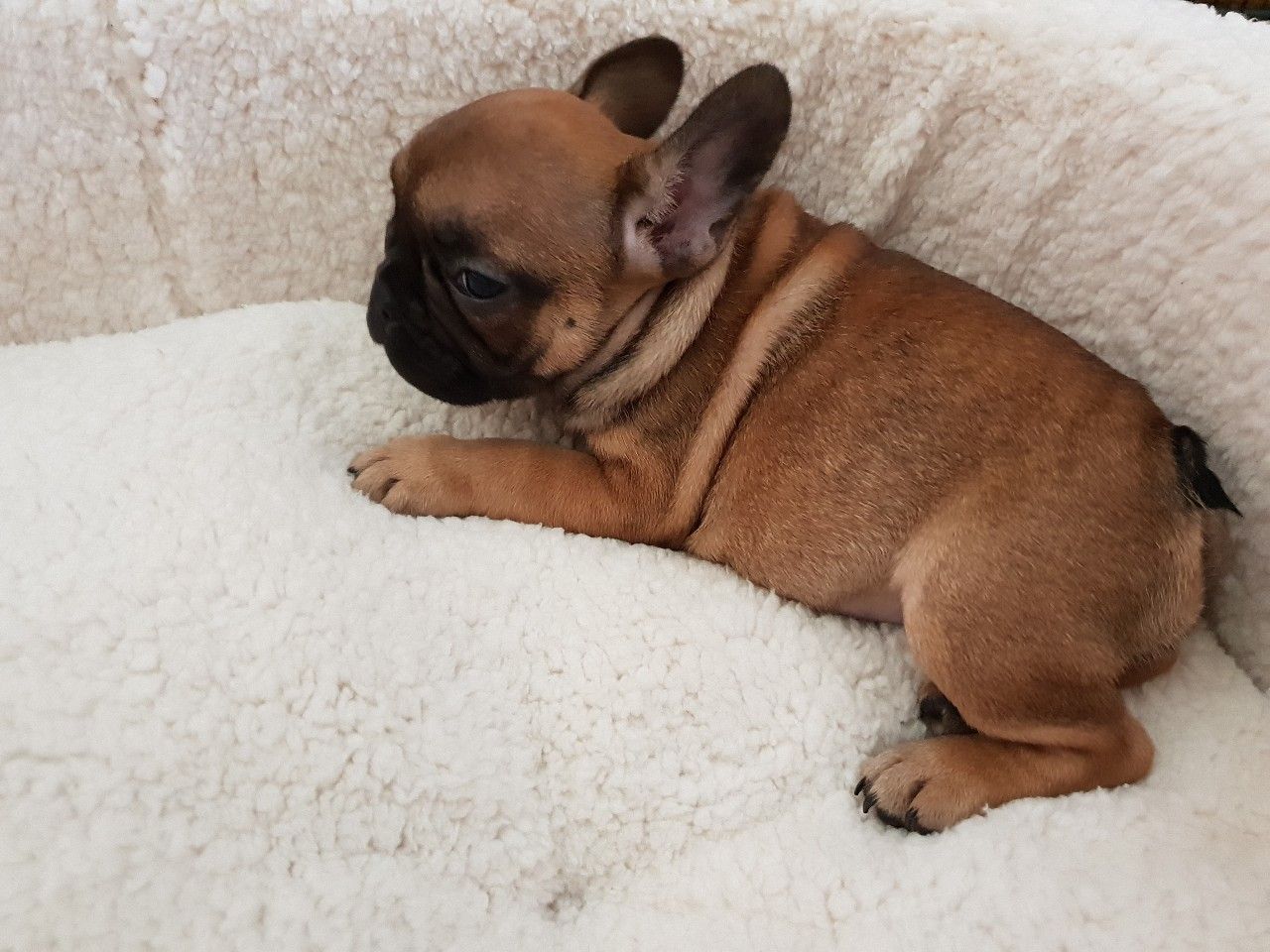 french bulldogs puppies available - photo 3
