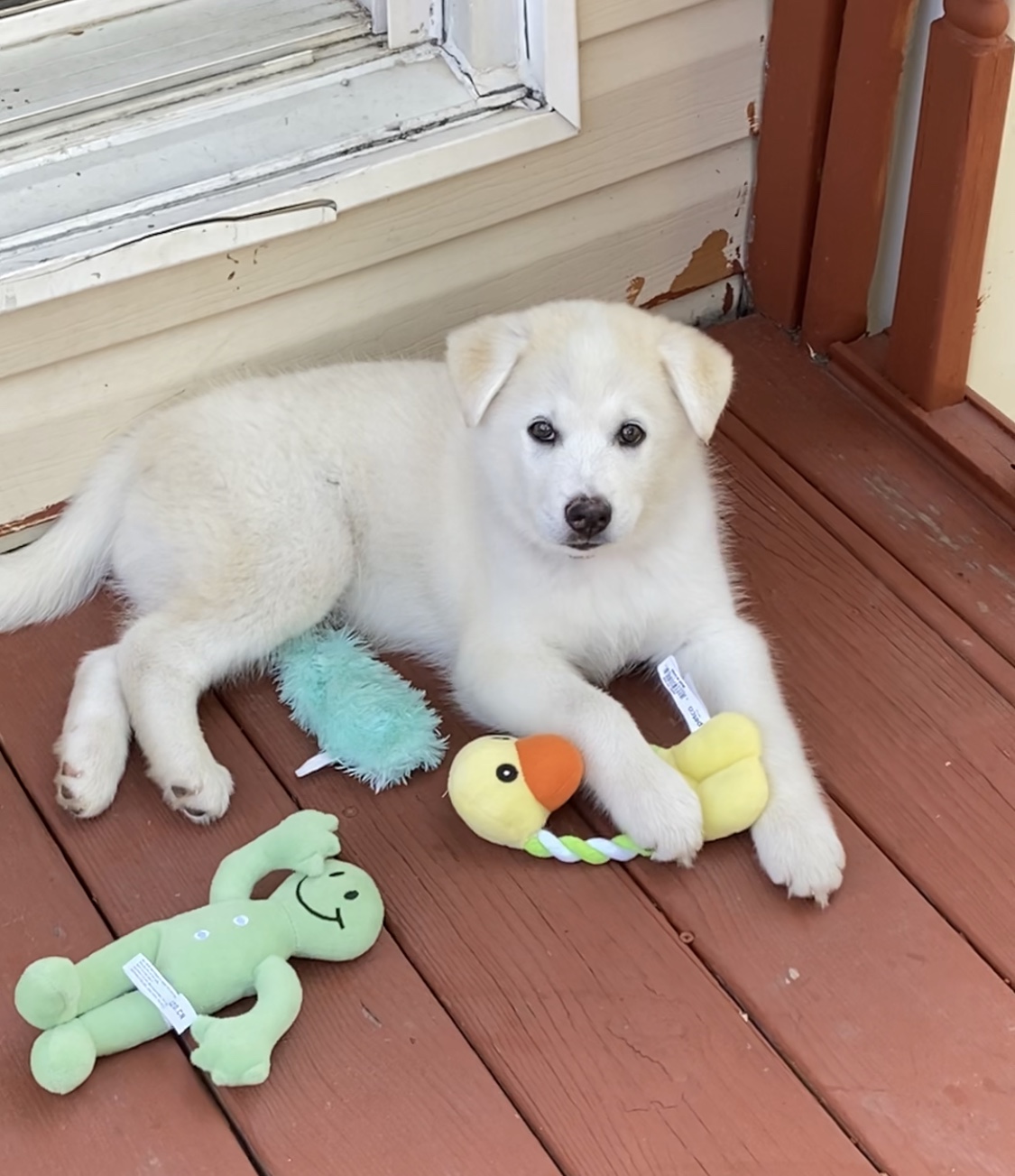 10 Week Male Husky Mixed Breed Puppy For Sale in Queens NY