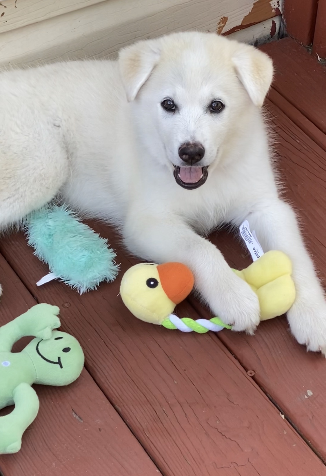 10 Week Male Husky Mixed Breed Puppy For Sale in Queens NY - photo 2