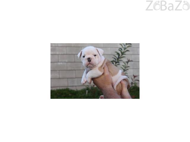 Beautiful Male and female English bulldog puppies for adoption to any good home.