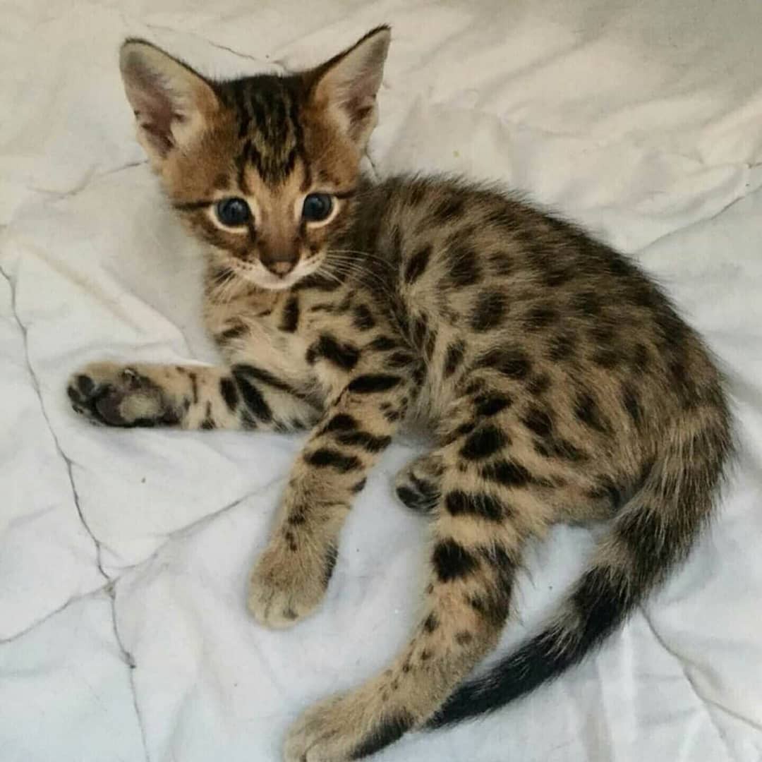 Savannah kitten, caracal kitten, Serval kitten and ocelot kitten available - photo 2