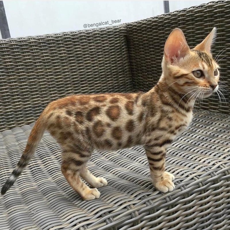 Savannah kitten, caracal kitten, Serval kitten and ocelot kitten available - photo 3