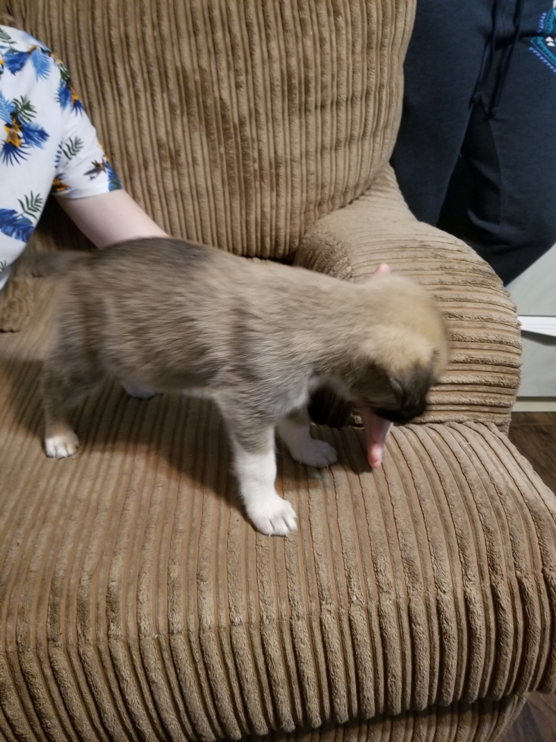 6 Week Old GSD for sale