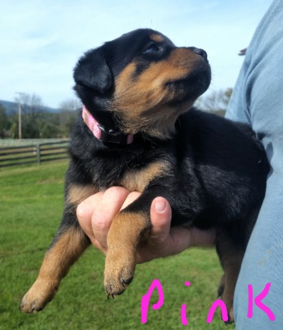 Healthy And Adorable Rottweiler Puppies available for a Lovely Home