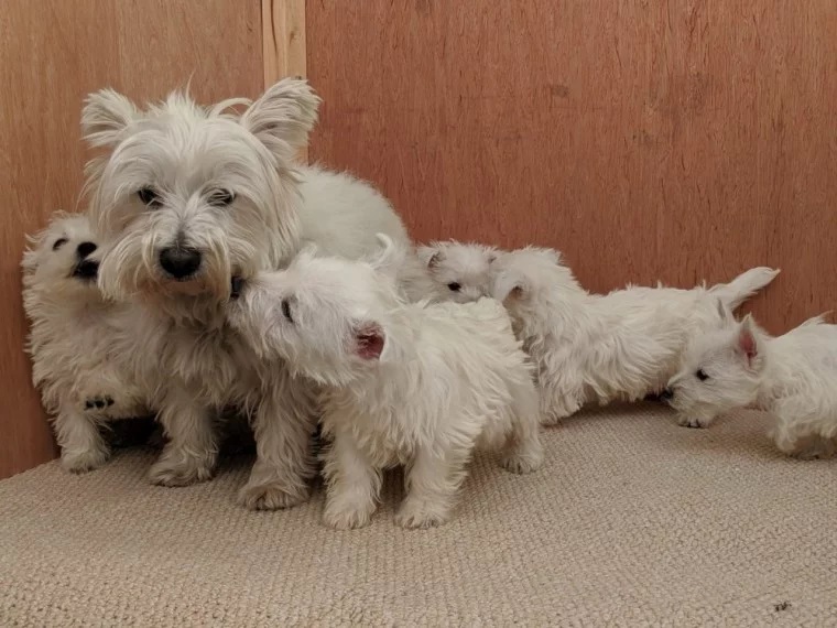 Beautiful AKc West Highland White Terrier For Sale.