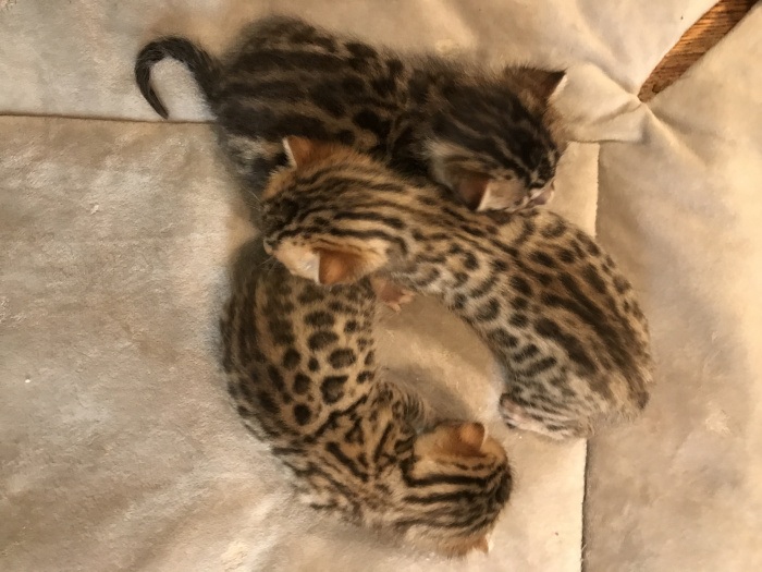 Excellent/Healthy/cute Bengal kittens for Adoption