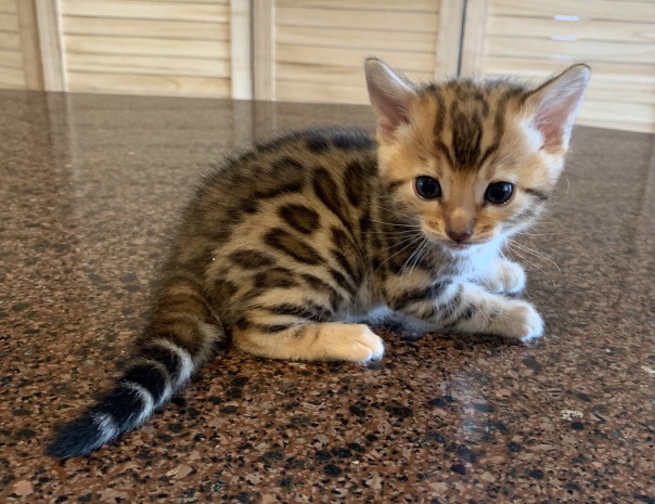 Excellent/Healthy/cute Bengal kittens for Adoption - photo 2