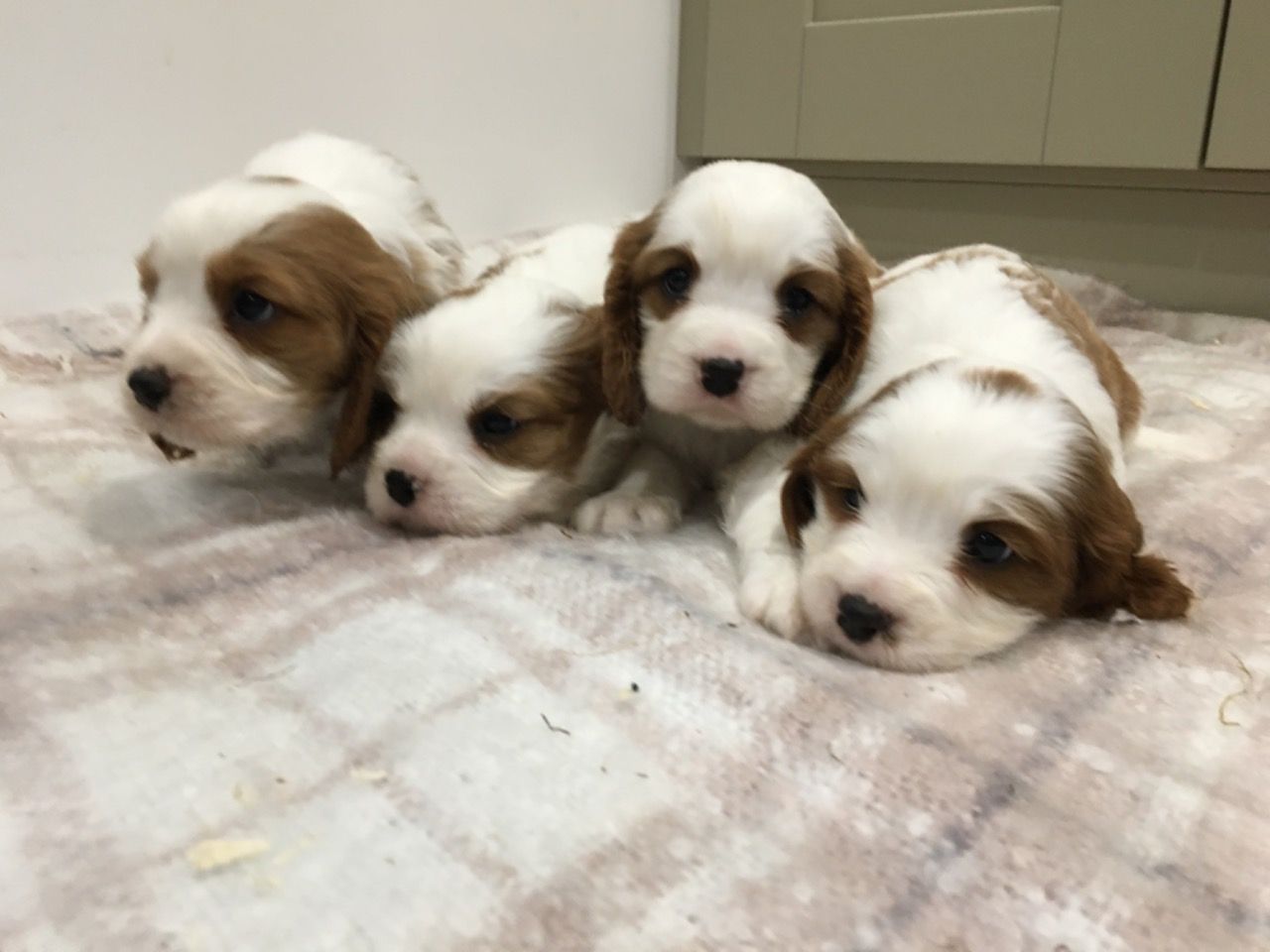 Beautitful Cavalier King Charles Puppies ready for Adoption.