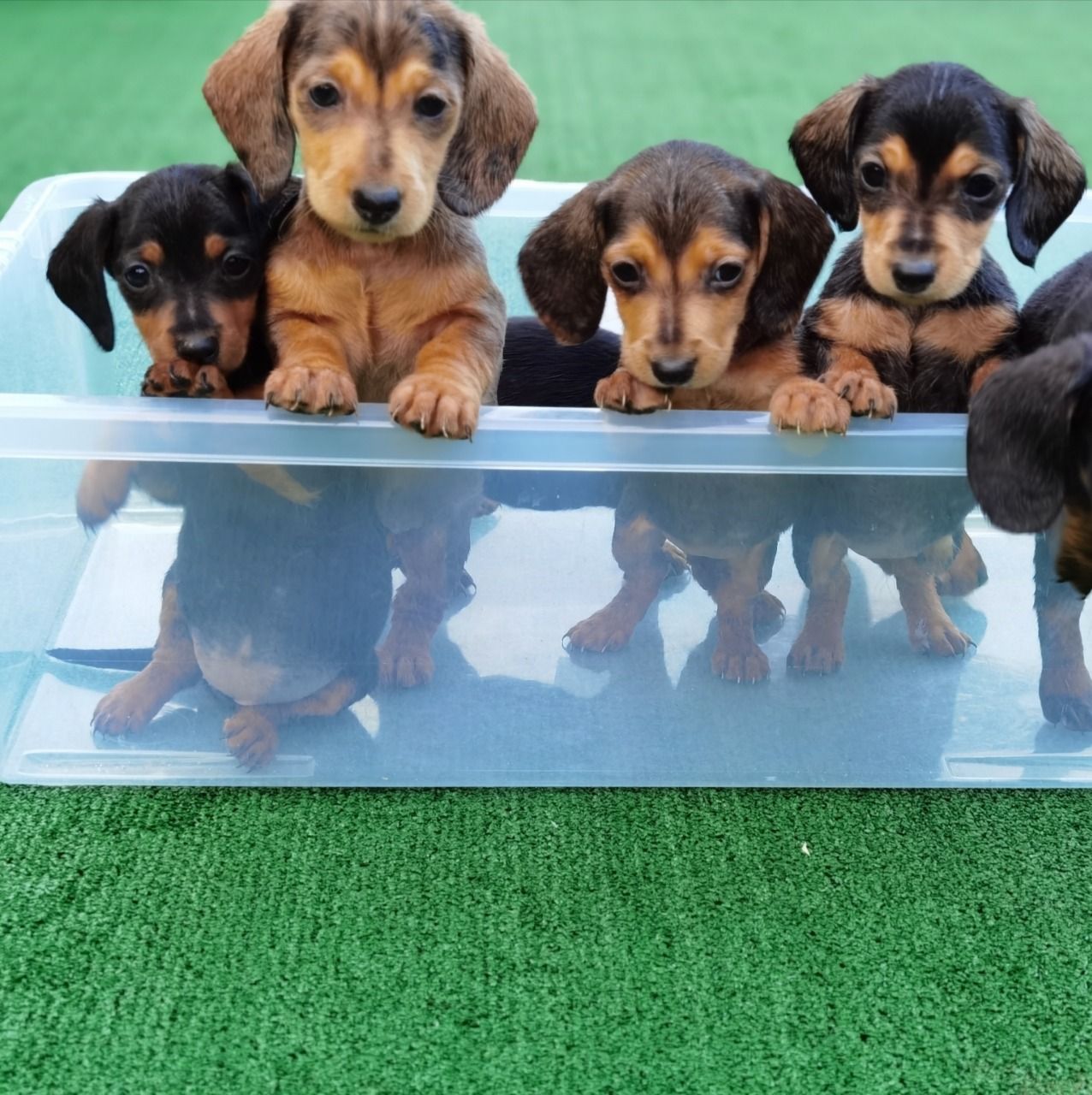 Dachshund puppies for sale - photo 2