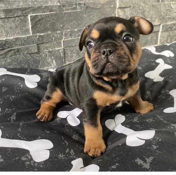 Beautiful french bull dog for sales