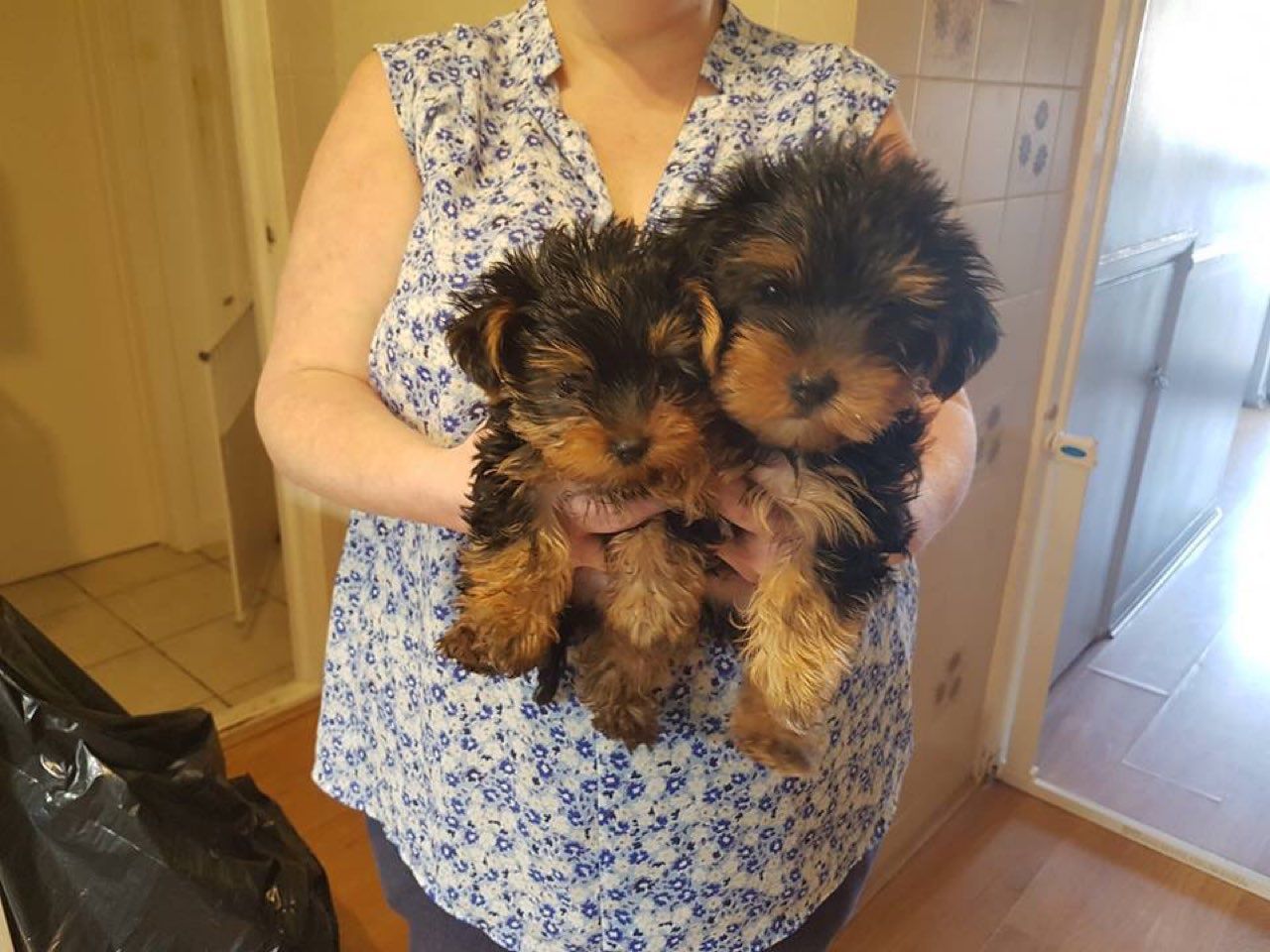 Most Adorable Yorkshire Terrier puppies. 