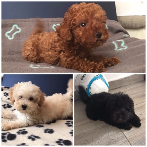 Toy and mini poodles puppies