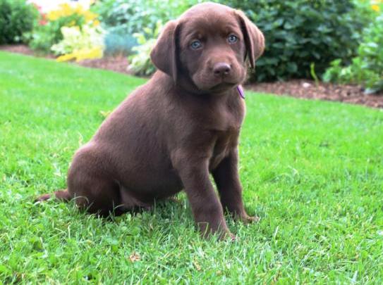 Chocolate Labrador puppies