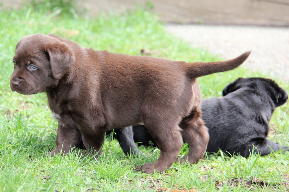 Chocolate Labrador puppies - photo 2