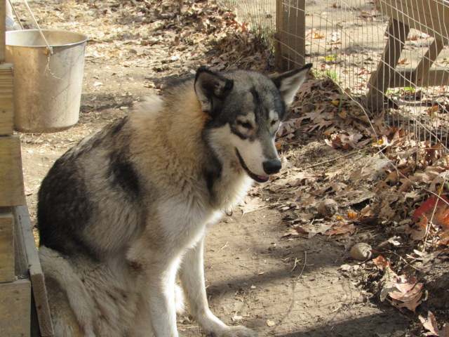 wolf hybrid for sale - photo 2