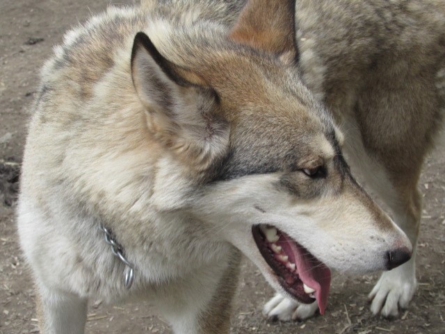 wolf hybrid for sale - photo 4