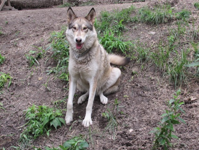 wolf hybrid for sale - photo 3