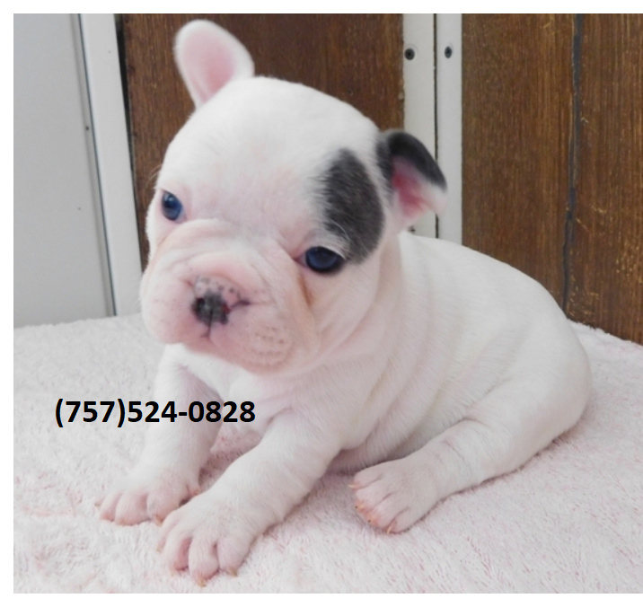 Precious French bulldog puppies are available for adoption