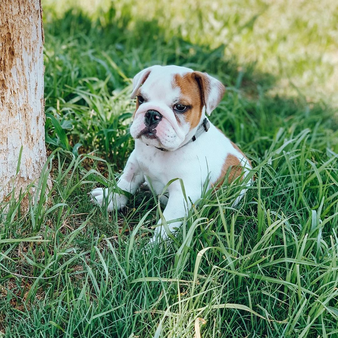 english bull dog for sale at giveaway price - photo 3