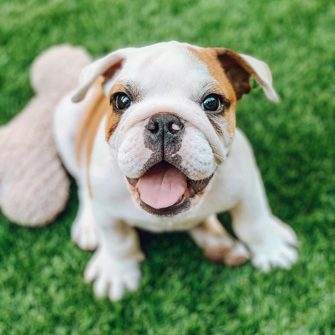 english bull dog for sale at giveaway price