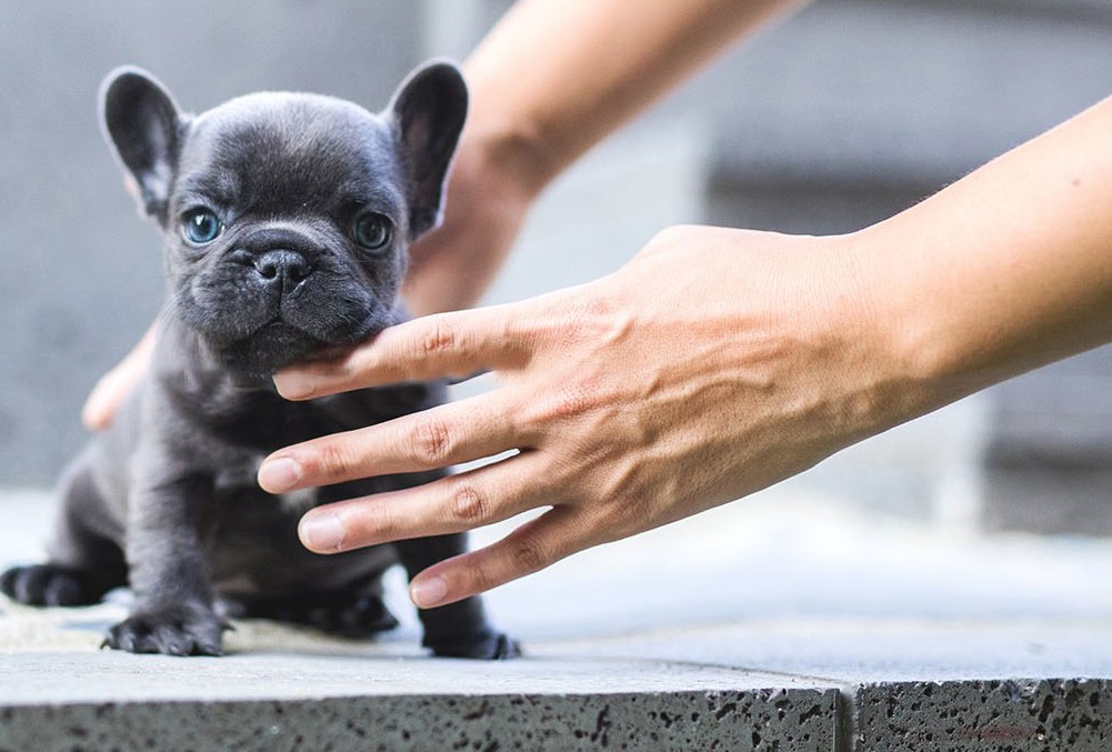 Blue French Bulldog Puppies Available for sale