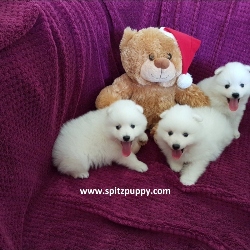 Japanese Spitz Puppies for sale