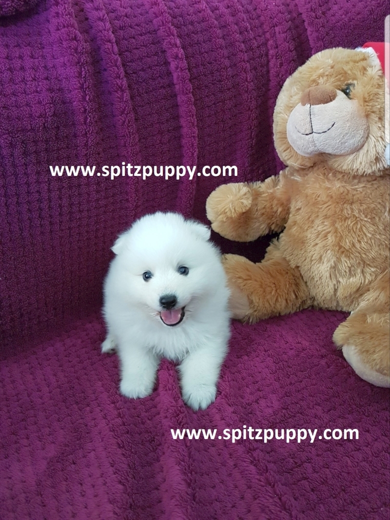 Japanese Spitz Puppies for sale - photo 2