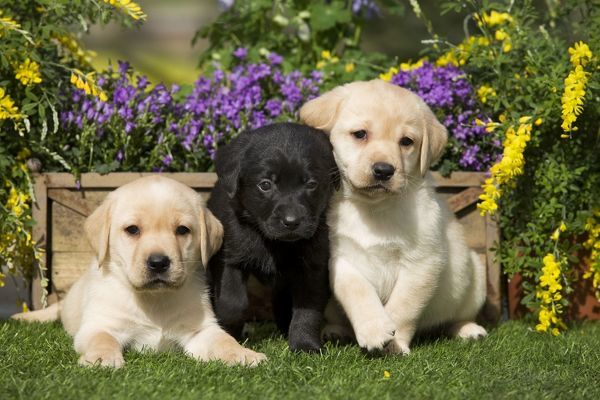 Adorable Labrador puppies for sale and rehoming