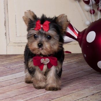Male Yorkie Puppy 13 weeks old