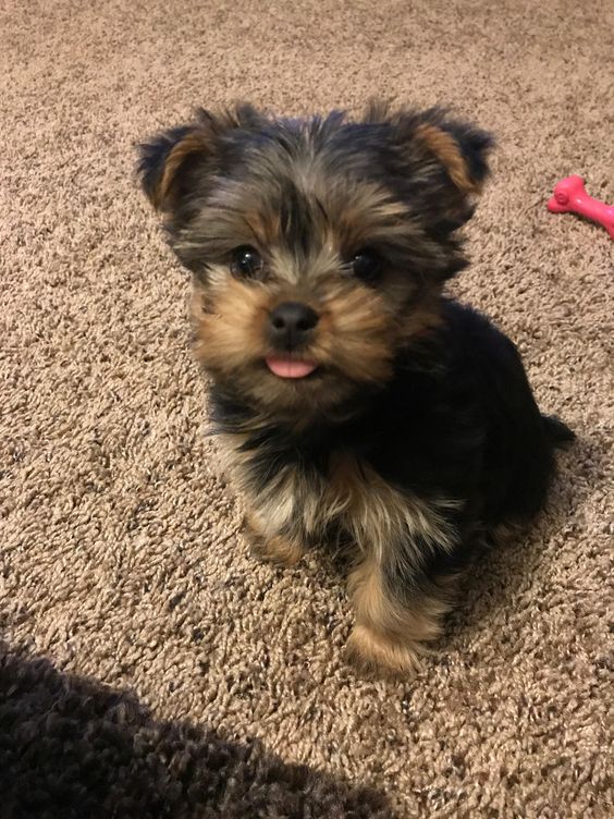 Male Yorkie Puppy 13 weeks old - photo 2