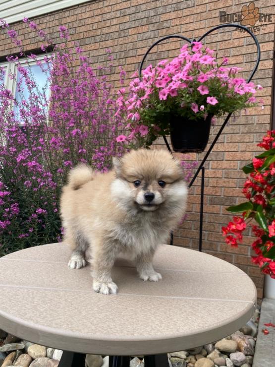 t-cup pomeranian puppies for sale.text or call (682-610-8133)