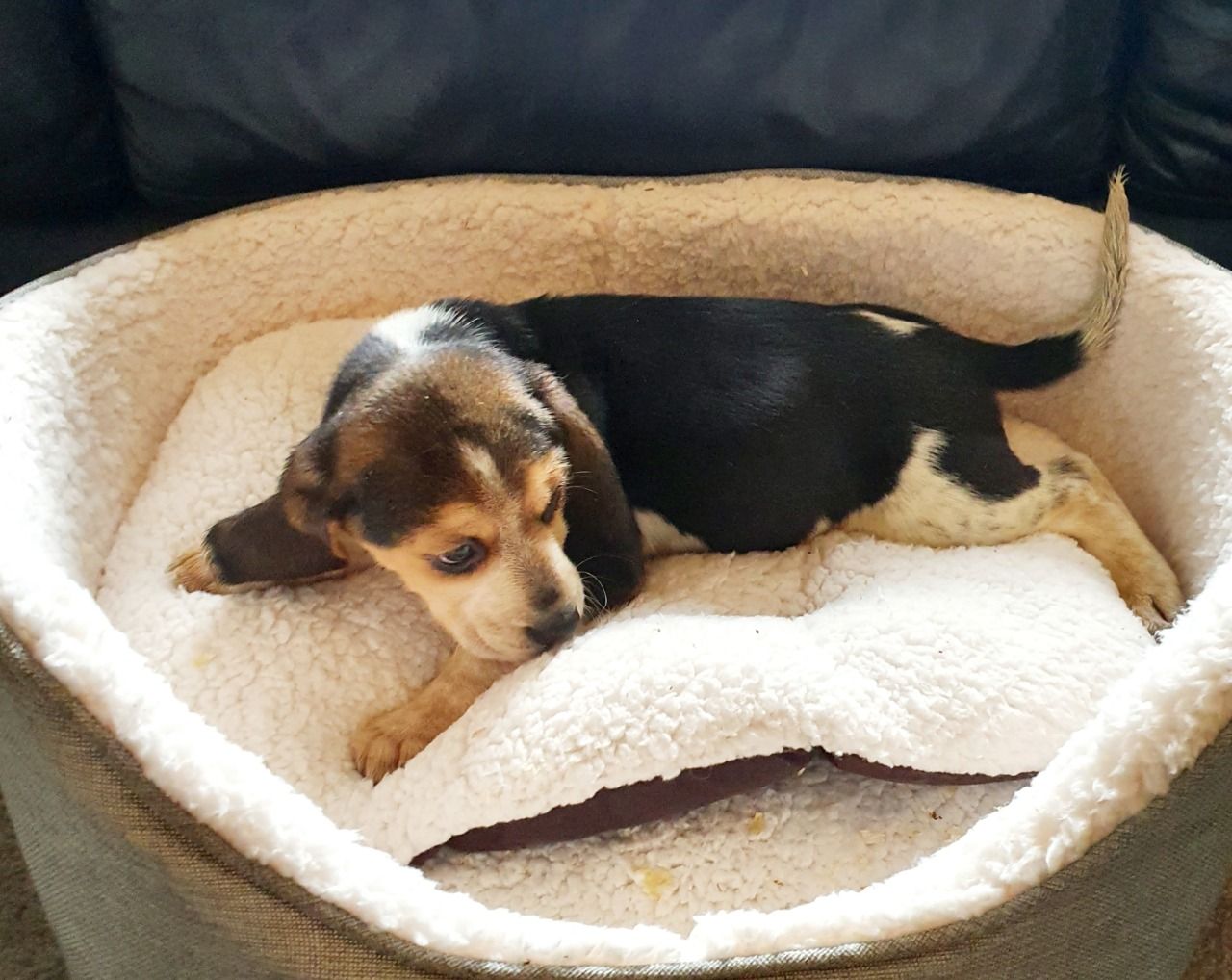 cute beagle puppies for rehoming