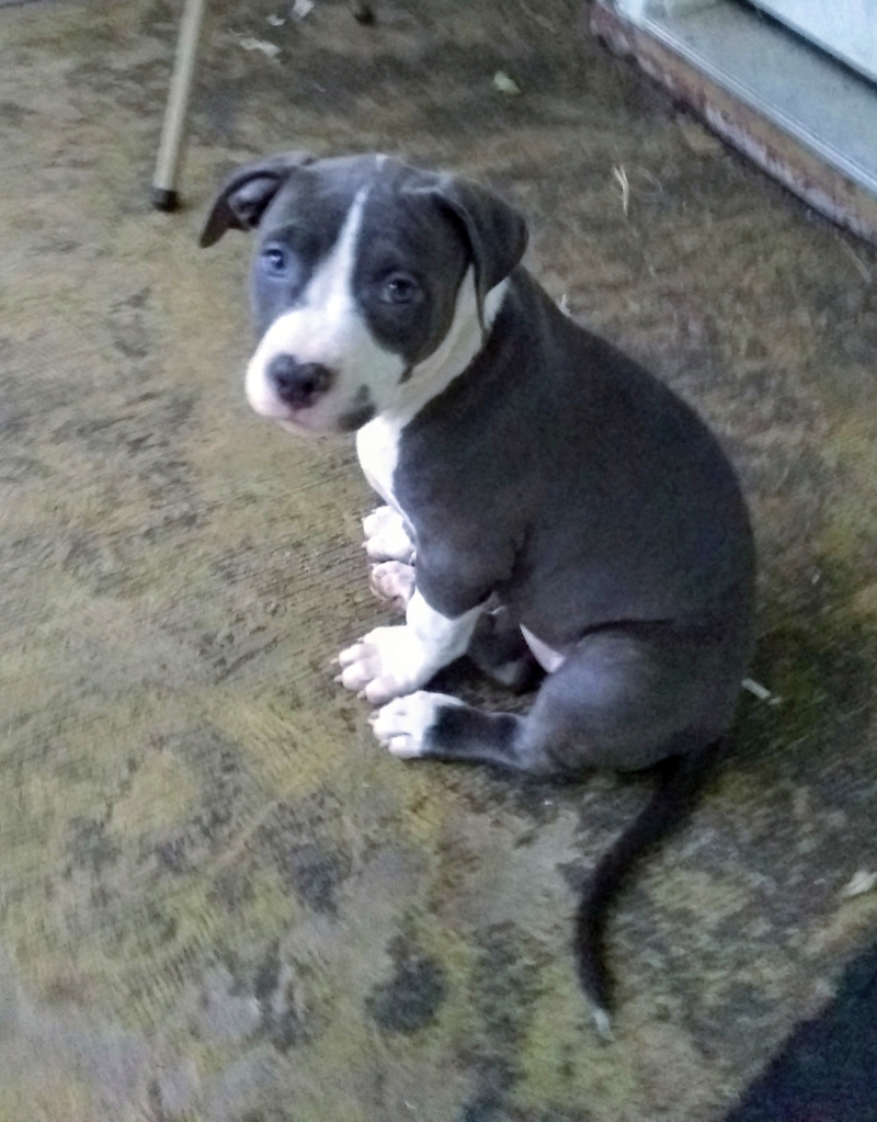 American Staffordshire Terrier - photo 2