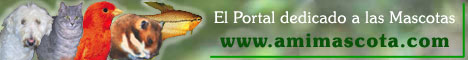 Mascotas, perros, gatos en Amimascota.com