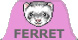 images/ferret2.jpg