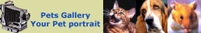 View the Pet portrait gallery