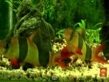Colour Therapy aquarium