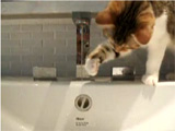 Cat fun video: I love water